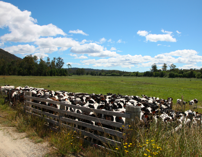 À quel animal l’oligo-élément manganèse convient-il ?