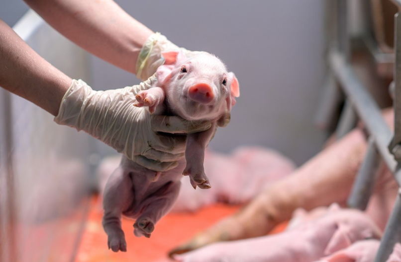 alimentation porcine