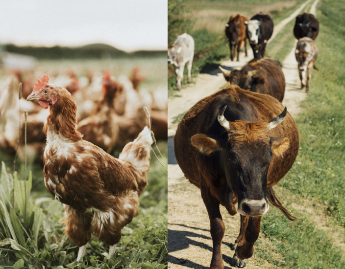 Votre aliment doit contenir du cuivre, un oligoélément