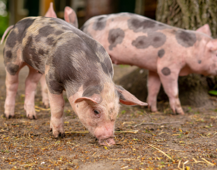 Quelles sont les conséquences d’une carence en phosphore ?